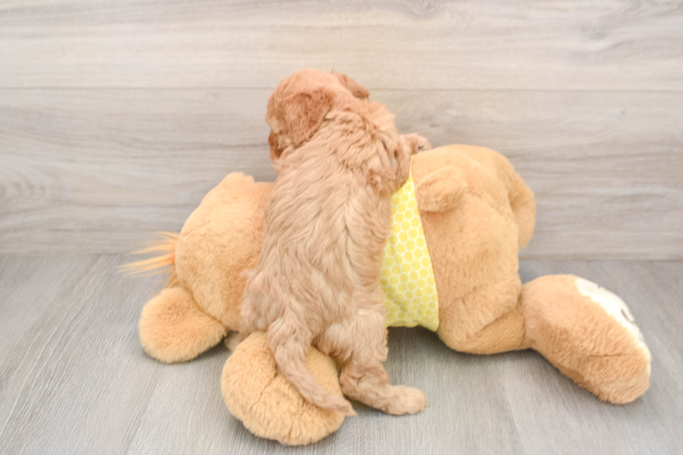 Fluffy Cavapoo Poodle Mix Pup