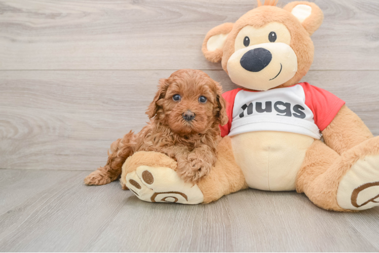 Cavapoo Pup Being Cute