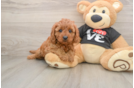 Smart Cavapoo Poodle Mix Pup