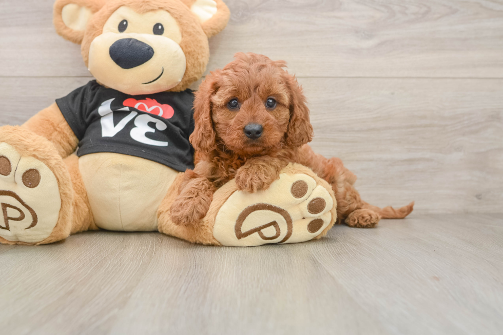 Cavapoo Pup Being Cute