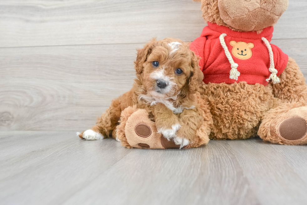 Petite Cavapoo Poodle Mix Pup