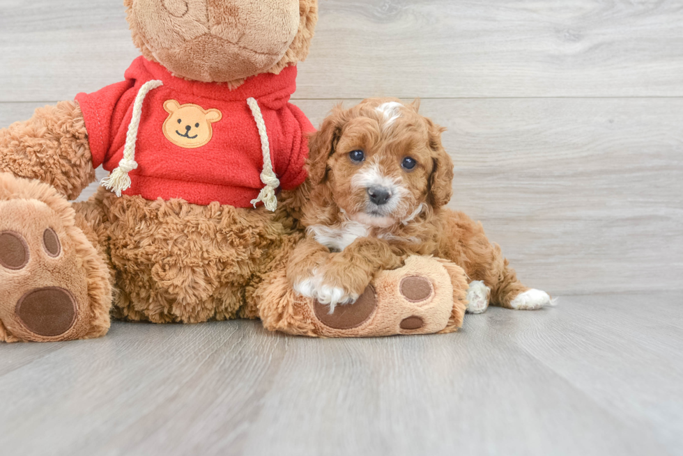 Cavapoo Pup Being Cute