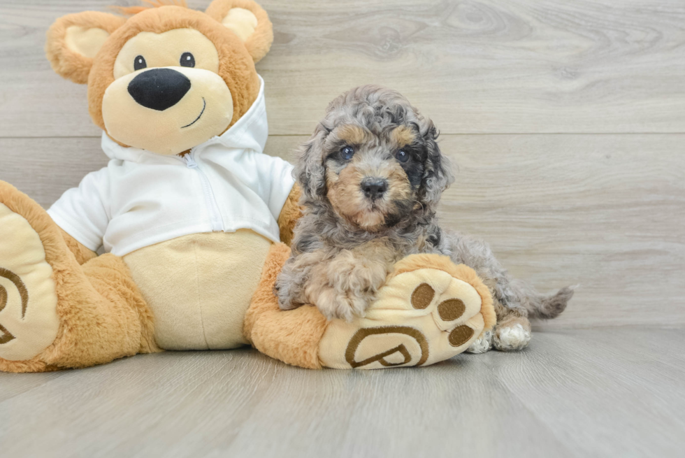 Funny Cavapoo Poodle Mix Pup