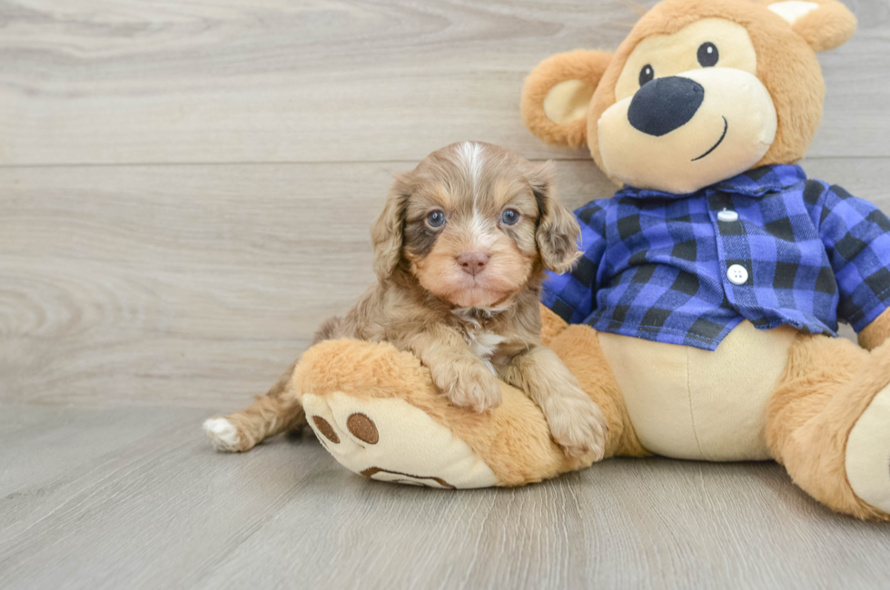 6 week old Cavapoo Puppy For Sale - Pilesgrove Pups