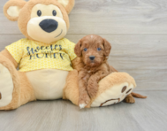 8 week old Cavapoo Puppy For Sale - Pilesgrove Pups