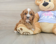 7 week old Cavapoo Puppy For Sale - Pilesgrove Pups