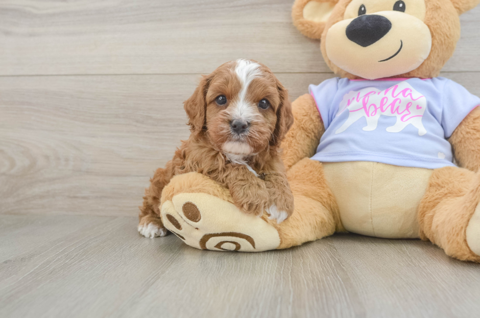 6 week old Cavapoo Puppy For Sale - Pilesgrove Pups