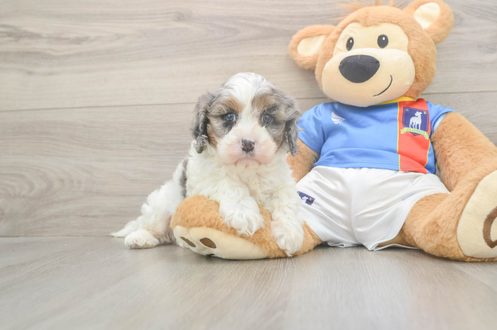 6 week old Cavapoo Puppy For Sale - Pilesgrove Pups
