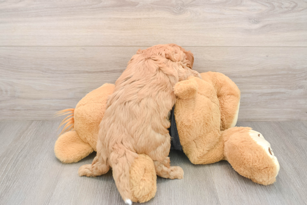 Smart Cavapoo Poodle Mix Pup