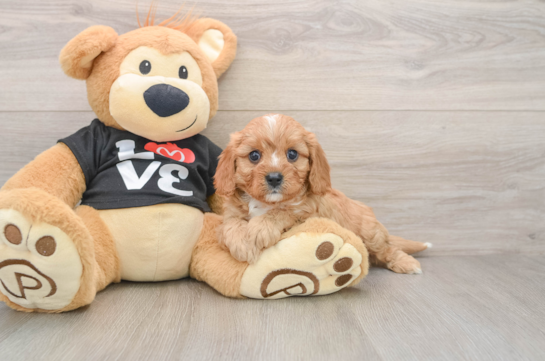 Cavapoo Puppy for Adoption