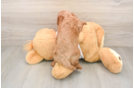 Cavapoo Pup Being Cute