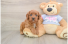 Little Cavipoo Poodle Mix Puppy