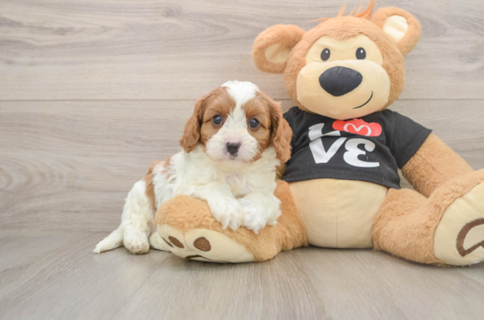 Little Cavipoo Poodle Mix Puppy