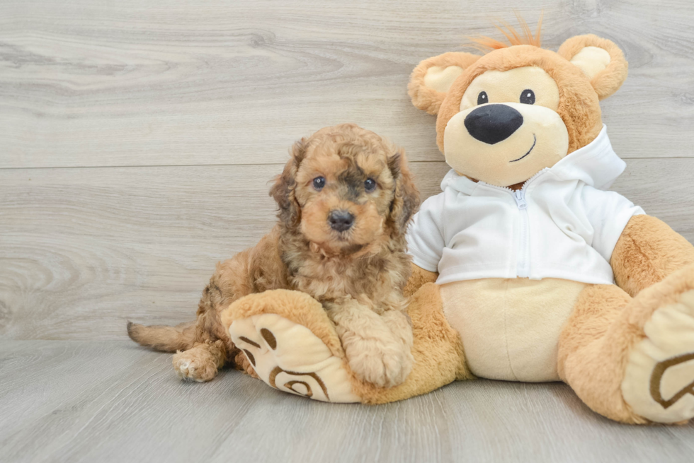 Playful Cavapoodle Poodle Mix Puppy