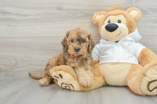 Playful Cavapoodle Poodle Mix Puppy