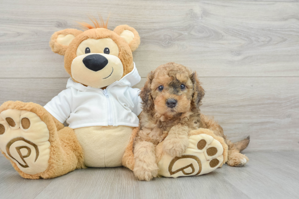 Cavapoo Puppy for Adoption