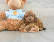 8 week old Cavapoo Puppy For Sale - Pilesgrove Pups