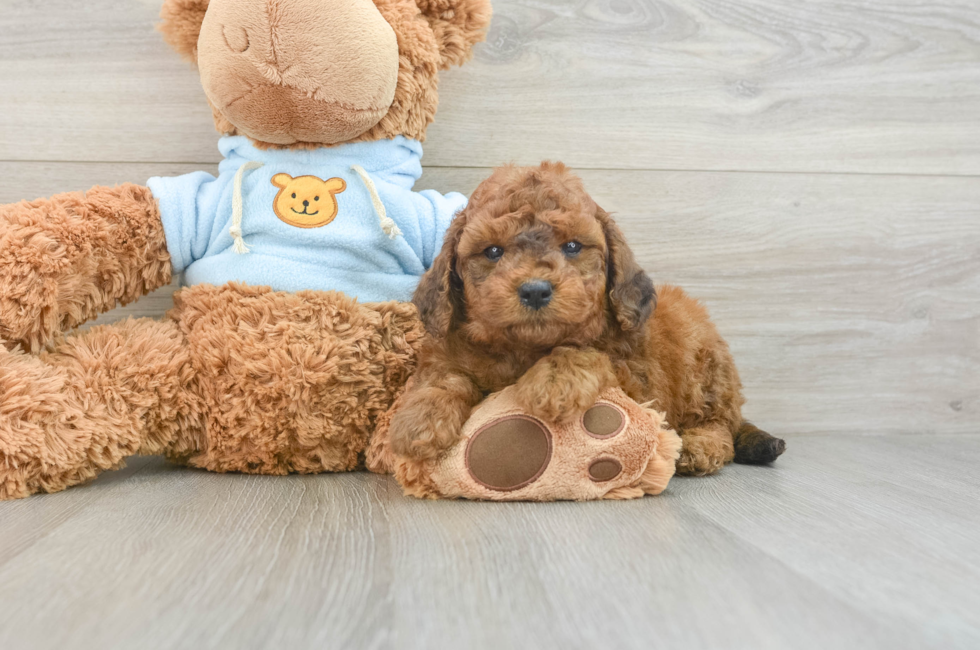 7 week old Cavapoo Puppy For Sale - Pilesgrove Pups