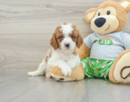 8 week old Cavapoo Puppy For Sale - Pilesgrove Pups