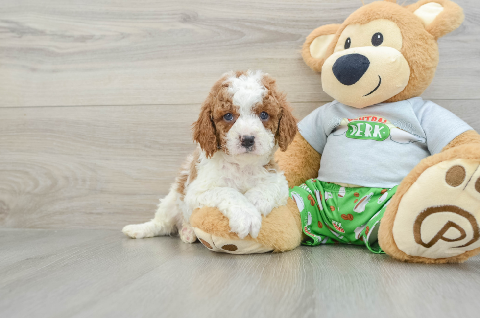 8 week old Cavapoo Puppy For Sale - Pilesgrove Pups