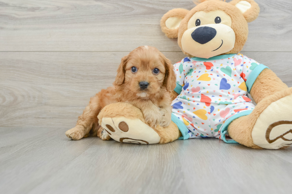 7 week old Cavapoo Puppy For Sale - Pilesgrove Pups