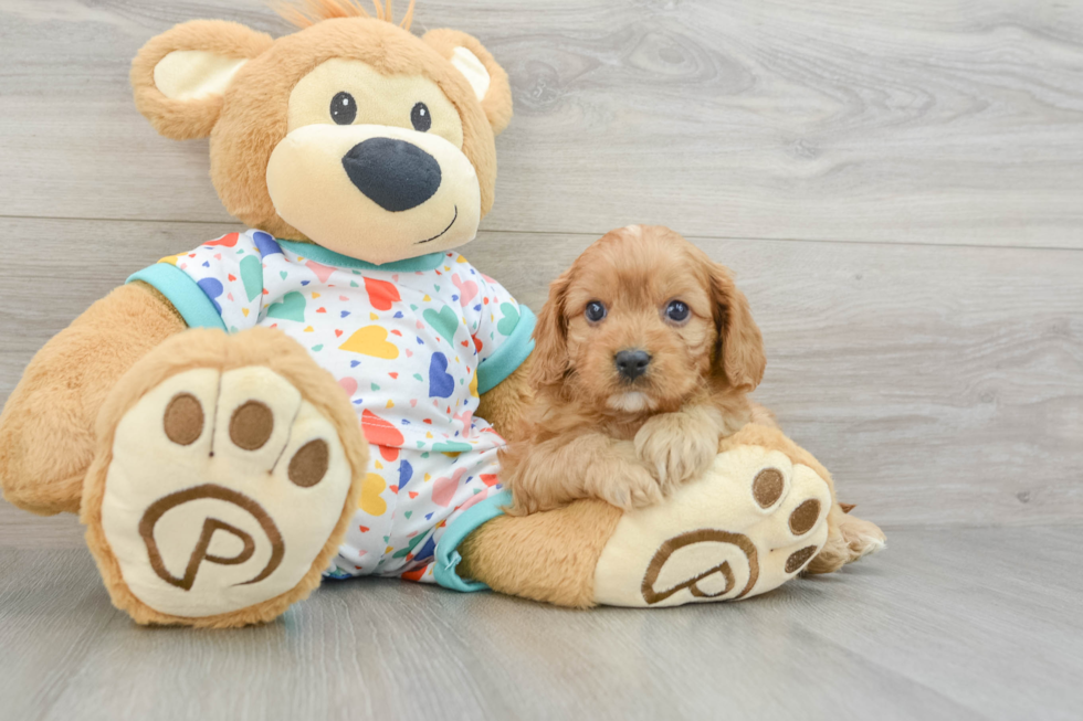 Cavapoo Pup Being Cute