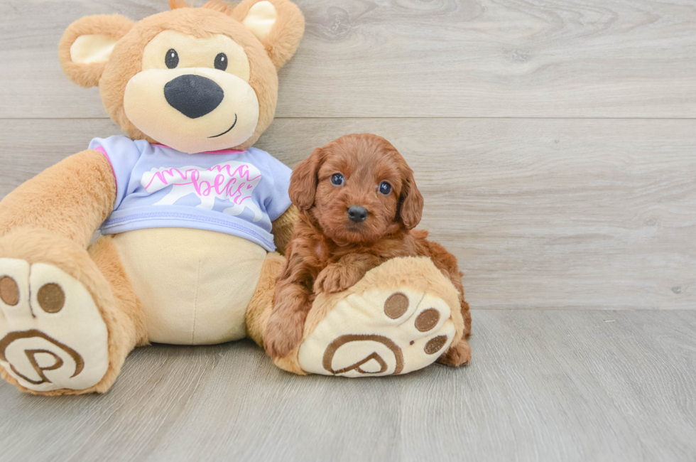 6 week old Cavapoo Puppy For Sale - Pilesgrove Pups