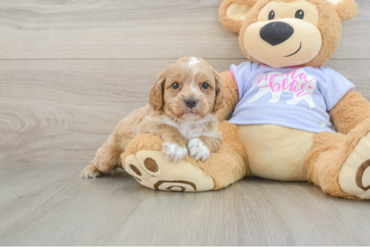 Best Cavapoo Baby