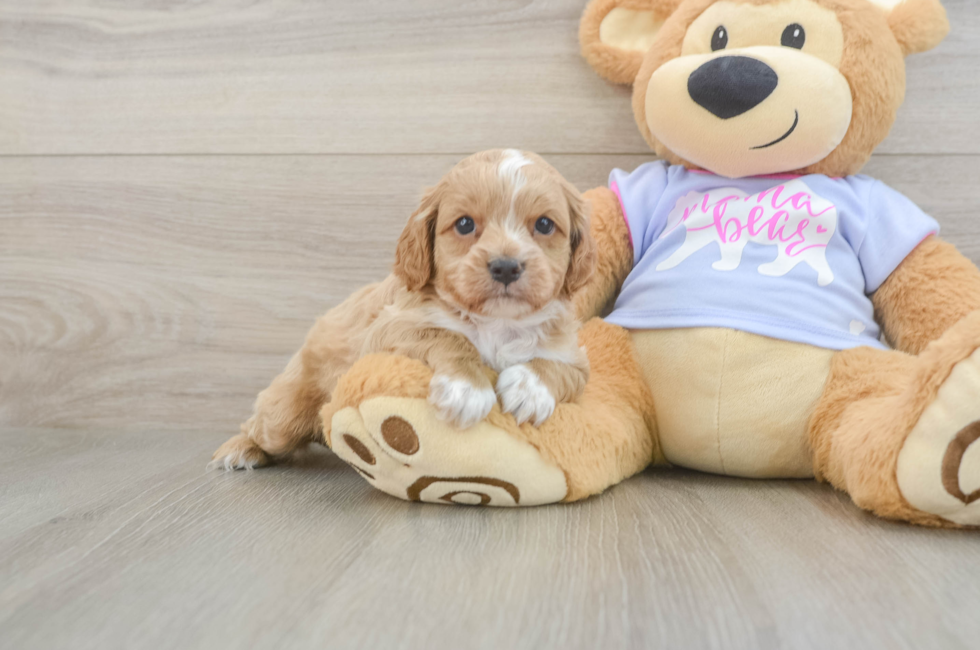 6 week old Cavapoo Puppy For Sale - Pilesgrove Pups