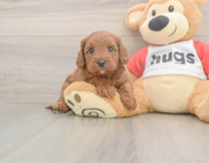 7 week old Cavapoo Puppy For Sale - Pilesgrove Pups