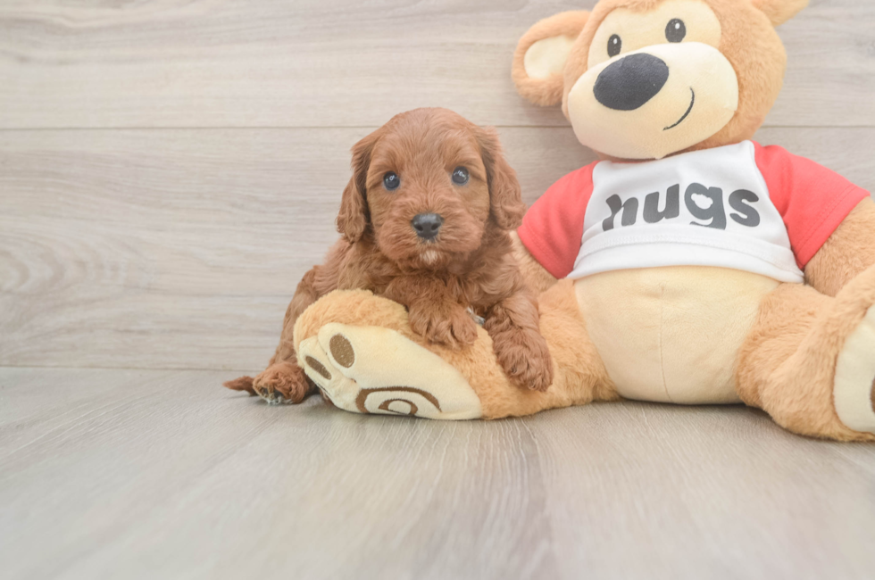 5 week old Cavapoo Puppy For Sale - Pilesgrove Pups