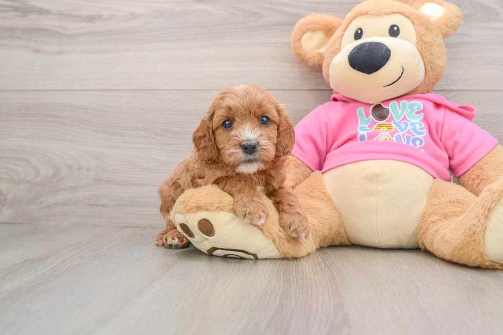Fluffy Cavapoo Poodle Mix Pup