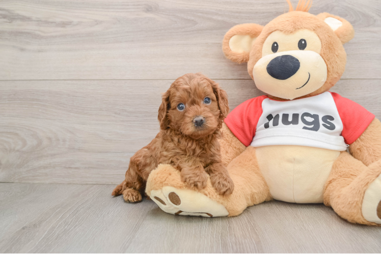 Smart Cavapoo Poodle Mix Pup