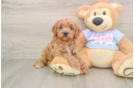 Energetic Cavoodle Poodle Mix Puppy