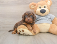 7 week old Cavapoo Puppy For Sale - Pilesgrove Pups