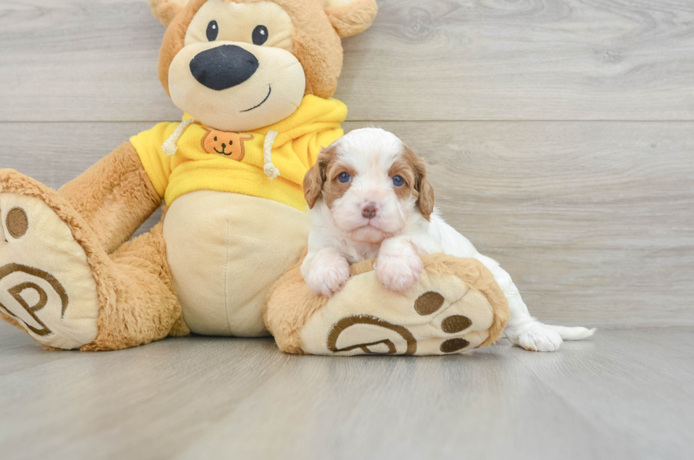 6 week old Cavapoo Puppy For Sale - Pilesgrove Pups