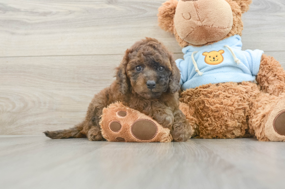 7 week old Cavapoo Puppy For Sale - Pilesgrove Pups