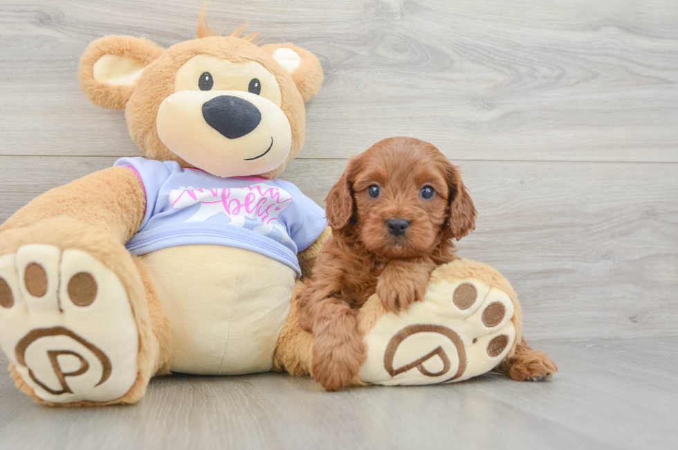5 week old Cavapoo Puppy For Sale - Pilesgrove Pups