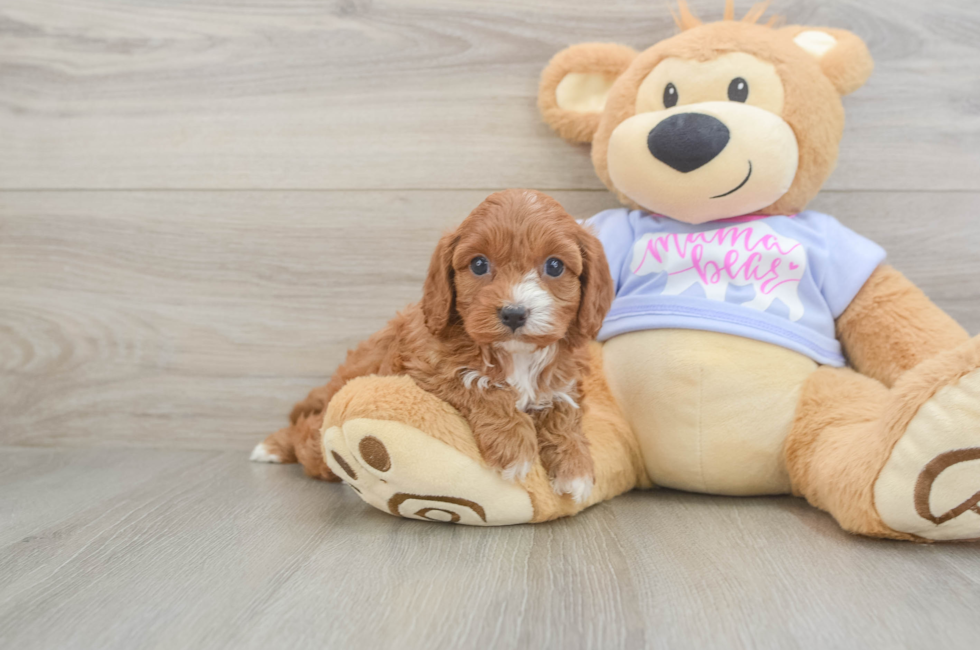 5 week old Cavapoo Puppy For Sale - Pilesgrove Pups