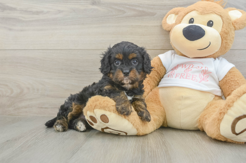 5 week old Cavapoo Puppy For Sale - Pilesgrove Pups