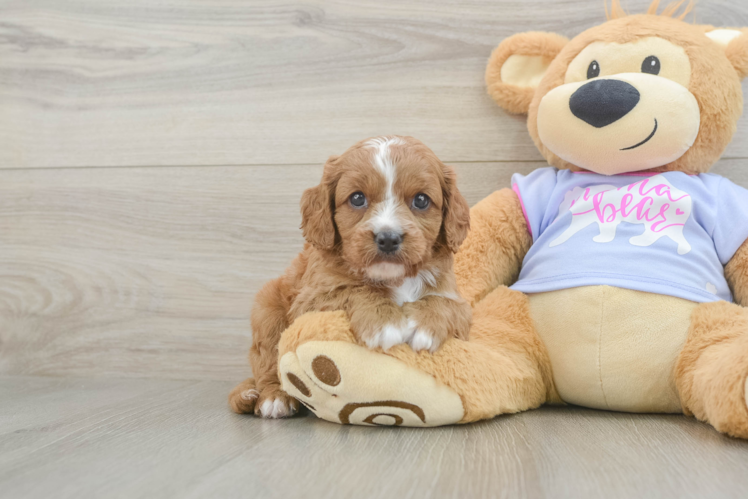 Playful Cavapoodle Poodle Mix Puppy