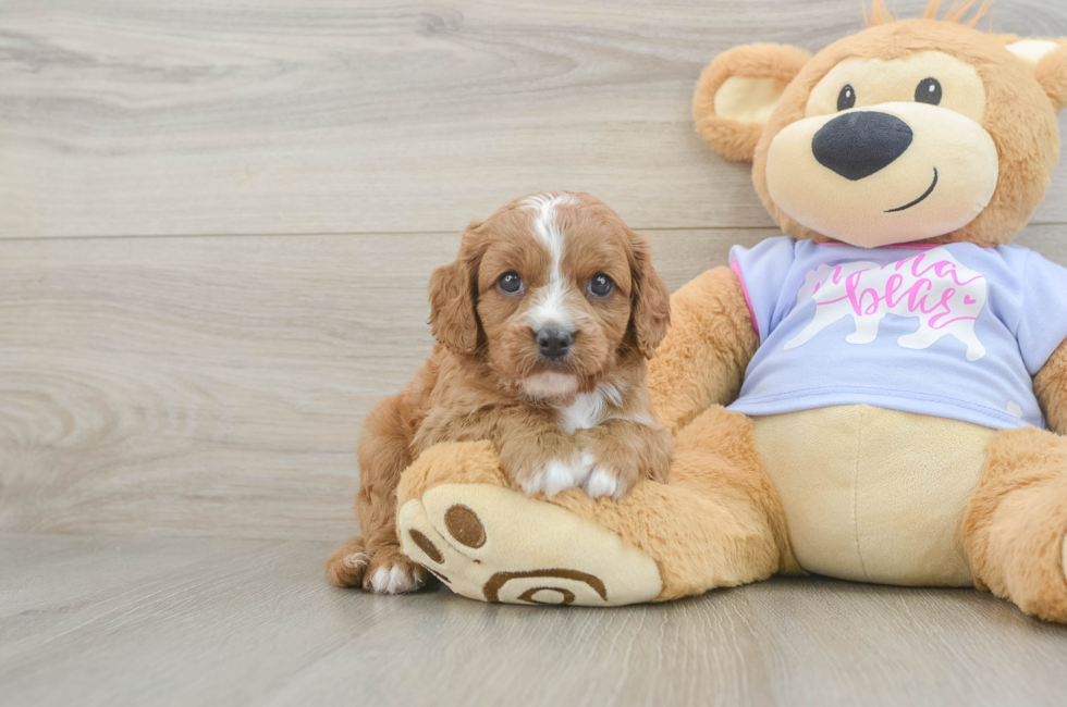 6 week old Cavapoo Puppy For Sale - Pilesgrove Pups
