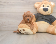 8 week old Cavapoo Puppy For Sale - Pilesgrove Pups