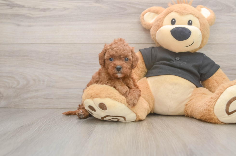 6 week old Cavapoo Puppy For Sale - Pilesgrove Pups