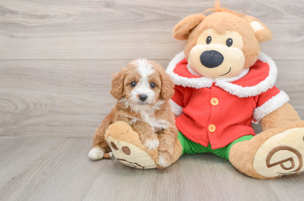 5 week old Cavapoo Puppy For Sale - Pilesgrove Pups