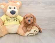 8 week old Cavapoo Puppy For Sale - Pilesgrove Pups