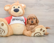 8 week old Cavapoo Puppy For Sale - Pilesgrove Pups