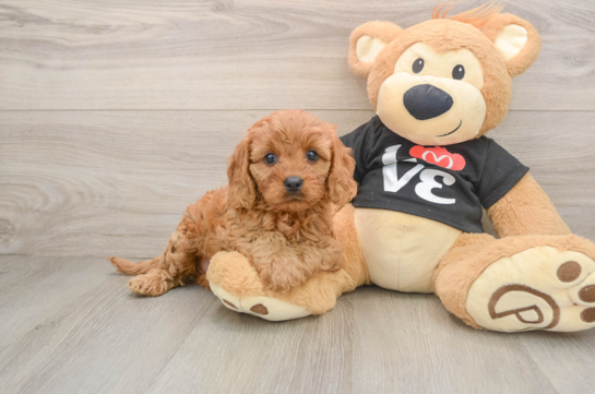 Small Cavapoo Baby