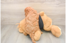 Adorable Cavalier King Charles Spaniel and Poodle Mix Poodle Mix Puppy