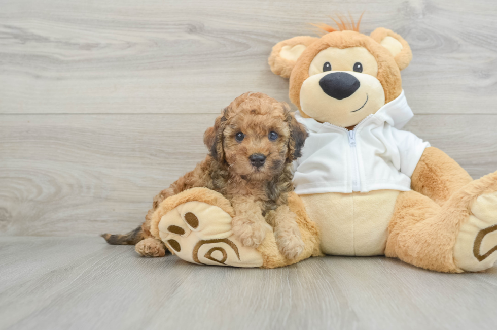 5 week old Cavapoo Puppy For Sale - Pilesgrove Pups